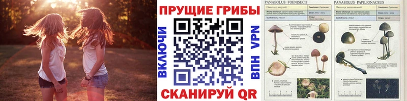 Купить где  Судогда  Псилоцибиновые грибы мухоморы 